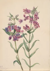 Prärie-Penstemon Penstemon erianthera, 1923