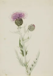 Prärie-Distel (Cirsium undulatum)
