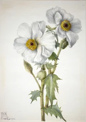 Stachelmohn (Argemone hispeda)