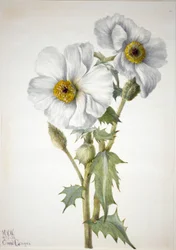 Stachelmohn Argemone hispeda, 1936