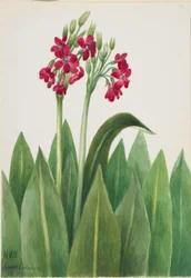 Primel (Primula parryi)