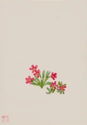 Primel Primula angustifolia, 1937