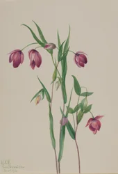 Lila Feenlaterne (Calochortus anoenum)