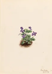 Violette Bergveilchen (Viola adunca)