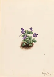 Lila Bergveilchen (Viola adunca)