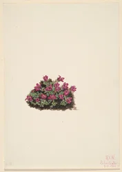 Purpur-Steinbrech (Saxifraga oppositifolia)