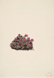 Purpur-Steinbrech (Saxifraga oppositifolia)