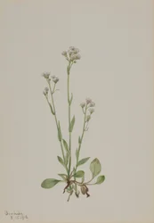 Katzenpfötchen (Antennaria racemosa)