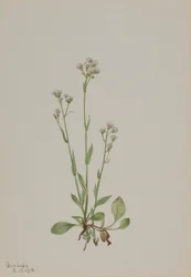 Katzenpfötchen Antennaria racemosa