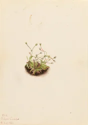 Zwerg-Androsace (Androsace subumbellata)