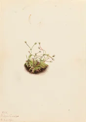 Zwerg-Androsace Androsace subumbellata, 1921