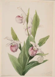 Königinnen-Pantoffel (Cypripedium reginae)