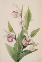 Königin-Schuh Cypripedium reginae, 1897