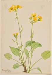Greiskraut (Senecio burkei)