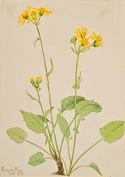 Kreuzkraut Senecio burkei, 1917