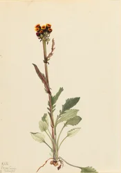 Strahlenlose Greiskraut Senecio pauciflorus, 1921