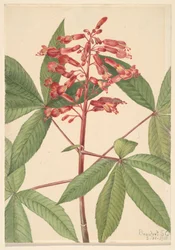 Rote Rosskastanie Aesculus pavia, 1918