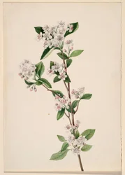 Rote Apfelbeere (Aronia arbutifolia)