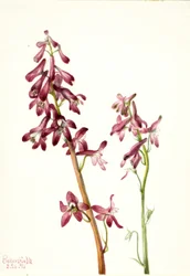 Roter Rittersporn (Delphinium nudicale)