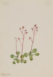 Rotstängel-Steinbrech (Saxifraga lyallii)