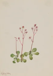 Rotstängel-Steinbrech Saxifraga lyallii