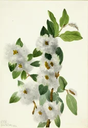 Felsenweide (Salix vestita)