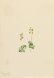 Rocky Mountain Twayblade (Ophrys necrophylla)