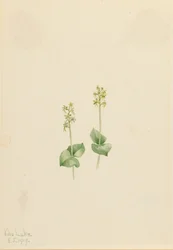 Rocky Mountain Twayblade Ophrys necrophylla, 1919