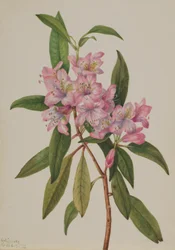 Rhododendron (Rhododendron carolinianum)