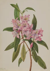Rosenlorbeer Rhododendron carolinianum, 1932