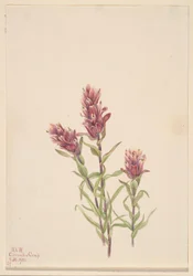 Rosenmalerpinsel (Castilleja pallida)