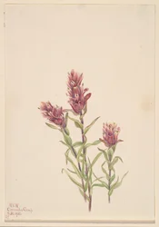 Rosenmalerpinsel Castilleja pallida, 1920