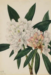 Rosenlorbeer (Rhododendron maximum)