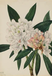 Rhododendron maximum