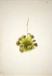 Rundblättriger Sonnentau (Drosera rotundifolia)