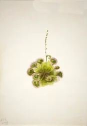 Rundblättriger Sonnentau Drosera rotundifolia