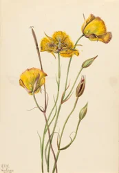 San Diego Mariposa Calochortus weedii, 1925