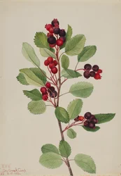 Saskatoon Amelanchier alnifolia, 1923