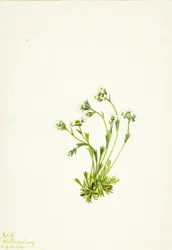 Steinbrech (Saxifraga caespitosa)