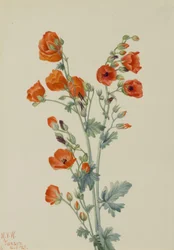 Scharlachroter Kugel-Malve (Sphaeralcea grossulariaefolia)