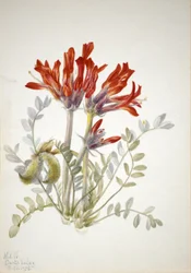 Scharlachroter Loco Astragalus coccineus