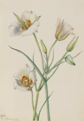 Sego-Lilie (Calochortus nuttallii)