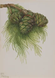 Sequoia Sequoia gigantea