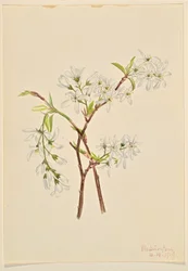 Felsenbirne (Amelianchier oblongifolia)