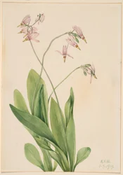 Sternschnuppe (Dodecatheon meadia)