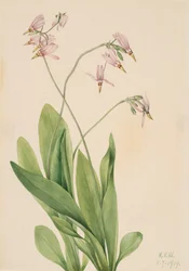 Sternschnuppe Dodecatheon meadia, 1919