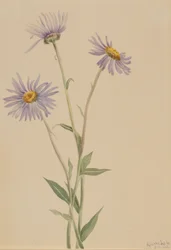 Prächtiges Berufkraut (Erigeron salsuginosus)