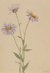 Prachtvolles Berufkraut Erigeron salsuginosus, 1902