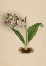 Prachtorchideen Orchis spectabilis