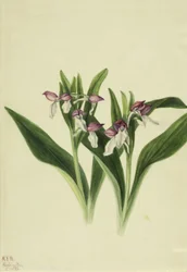 Pracht-Orchis Orchis spectabilis